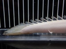 画像4: 【淡水魚】【通販】大特価 No2 プラチナ ポリプテルス デビルケリー【個体販売】(±20cm)（大型魚）（生体）（熱帯魚）NKO (4)