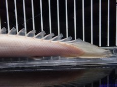 画像8: 【淡水魚】【通販】大特価 No2 プラチナ ポリプテルス デビルケリー【個体販売】(±20cm)（大型魚）（生体）（熱帯魚）NKO (8)