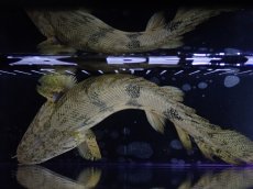 画像9: 【淡水魚】【通販】爆安 No2 ショートボディ ポリプテルス エンドリケリー【個体販売】(±20cm)（大型魚）（生体）（熱帯魚）NKO (9)