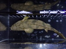 画像9: 【淡水魚】【通販】爆安 No5 ショートボディ ポリプテルス エンドリケリー【個体販売】(±18cm)（大型魚）（生体）（熱帯魚）NKO (9)