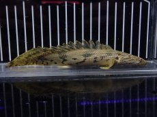 画像1: 【淡水魚】【通販】驚 爆安 No15 ショートボディ ポリプテルス エンドリケリー【個体販売】(±16cm)（大型魚）（生体）（熱帯魚）NKO (1)