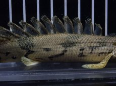 画像3: 【淡水魚】【通販】驚 爆安 No15 ショートボディ ポリプテルス エンドリケリー【個体販売】(±16cm)（大型魚）（生体）（熱帯魚）NKO (3)