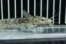 画像3: 【淡水魚】【通販】激レア ホワイトマーブルサウザンタンダンキャット ワイルド【個体販売】(±10cm)（大型魚）（生体）（熱帯魚）NKO (3)