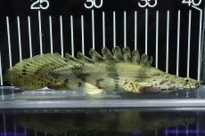 画像4: 【淡水魚】【通販】大特価 No2 ウルトラショートボディ ポリプテルス エンドリケリー【個体販売】(±18cm)（大型魚（生体）（熱帯魚）NKO (4)