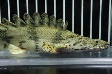 画像5: 【淡水魚】【通販】大特価 No2 ウルトラショートボディ ポリプテルス エンドリケリー【個体販売】(±18cm)（大型魚（生体）（熱帯魚）NKO (5)