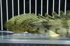 画像6: 【淡水魚】【通販】大特価 No2 ウルトラショートボディ ポリプテルス エンドリケリー【個体販売】(±18cm)（大型魚（生体）（熱帯魚）NKO (6)