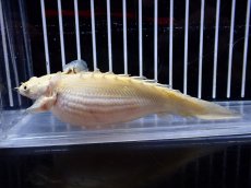 画像1: 【淡水魚】【通販】爆安 訳あり No1 プラチナ ポリプテルス エンドリケリー【個体販売】(±11cm)(大型魚)（生体）(熱帯魚)NKO (1)