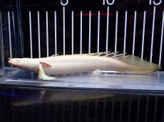 画像1: 【淡水魚】【通販】爆安 訳あり No3 プラチナ ポリプテルス エンドリケリー【個体販売】(±16cm)(大型魚)（生体）(熱帯魚)NKO (1)