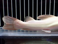 画像6: 【淡水魚】【通販】爆安 プラチナ レッドテールキャット【個体販売】(±18cm)(大型魚)(生体)(熱帯魚)NKO (6)