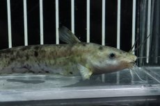 画像2: 【淡水魚】【通販】大特価 サウザンタンダンキャット ワイルド【個体販売】(±10cm)（大型魚）（生体）（熱帯魚）NKO (2)