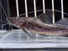 画像2: 【淡水魚】【通販】今月の特価品 激レア No1 ピラムターバ スリナム産 ワイルド【個体販売】(±10cm)（大型魚）（生体）（熱帯魚）NKO (2)