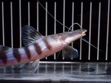 画像2: 【淡水魚】【通販】大きめ ゼブラキャット【個体販売】(±17cm)（大型魚）（生体）（熱帯魚）NKO (2)