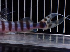 画像8: 【淡水魚】【通販】大きめ ゼブラキャット【個体販売】(±17cm)（大型魚）（生体）（熱帯魚）NKO (8)