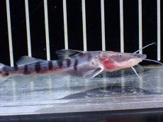 画像2: 【淡水魚】【通販】ゼブラキャット【個体販売】(±10cm)(ナマズ)(生体)(熱帯魚)NK (2)