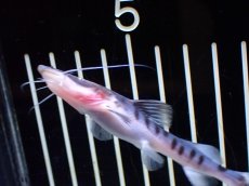 画像4: 【淡水魚】【通販】ゼブラキャット【個体販売】(±10cm)(ナマズ)(生体)(熱帯魚)NK (4)