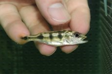 画像1: 【淡水魚】【通販】激レア キクラ sp コペナムリバー スリナム産 ワイルド【個体販売】(±6cm)(大型魚)(生体)(熱帯魚)NKO (1)