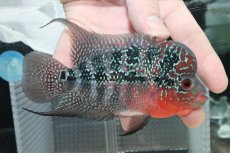 画像1: 【淡水魚】【通販】大特価 No2 ビッグヘッド フラワーホン【個体販売】(±11cm)(大型魚)(生体)(熱帯魚)NKO (1)