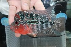 画像2: 【淡水魚】【通販】大特価 No2 ビッグヘッド フラワーホン【個体販売】(±11cm)(大型魚)(生体)(熱帯魚)NKO (2)