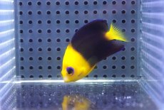 画像1: 【海水魚・ヤッコ】【通販】人工飼料OK♪ココスピグミーエンゼル（SMサイズ）(個体販売）（±6cm）No.4（生体）(海水魚) (1)