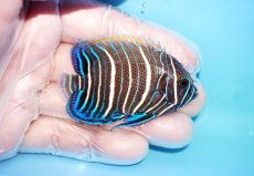 画像2: 【海水魚・ヤッコ】【通販】人工飼料OK♪アデヤッコ（幼魚）SMサイズ(個体販売）（±6cm）No.2（生体）(海水魚) (2)