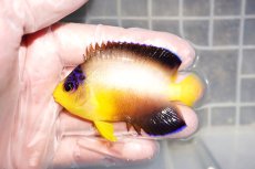 画像1: 【海水魚・ヤッコ】【通販】人工飼料OK♪マルチカラーエンゼル（MLサイズ）(個体販売）（±7.5cm）No.2（生体）(海水魚) (1)