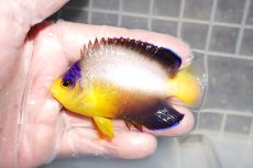 画像1: 【海水魚・ヤッコ】【通販】人工飼料OK♪マルチカラーエンゼル（MLサイズ）(個体販売）（±8cm）No.3（生体）(海水魚) (1)