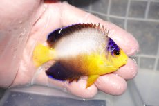 画像2: 【海水魚・ヤッコ】【通販】人工飼料OK♪マルチカラーエンゼル（MLサイズ）(個体販売）（±8cm）No.3（生体）(海水魚) (2)