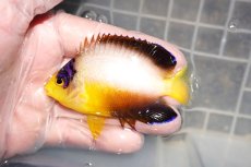 画像1: 【海水魚・ヤッコ】【通販】人工飼料OK♪マルチカラーエンゼル（MLサイズ）(個体販売）（±8cm）No.4（生体）(海水魚) (1)