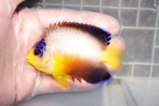 画像1: 【海水魚・ヤッコ】【通販】人工飼料OK♪マルチカラーエンゼル（MLサイズ）(個体販売）（±8cm）No.5（生体）(海水魚) (1)