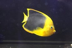 画像2: 【海水魚・ヤッコ】【通販】人工飼料OK♪ロックビューティー（Mサイズ)(個体販売）（±9.5cm）（生体）(海水魚) (2)