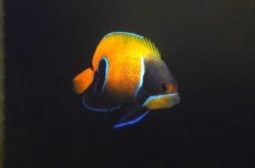 画像1: 【海水魚・ヤッコ】【通販】人工飼料OK♪イナズマヤッコ（SMサイズ）(個体販売）（±6.5cm）No.2（生体）(海水魚) (1)