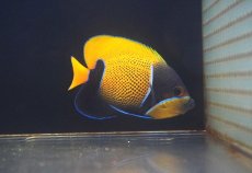 画像1: 【海水魚・ヤッコ】【通販】人工飼料OK♪イナズマヤッコ（MLサイズ）(個体販売）（±12cm）No.4（生体）(海水魚) (1)