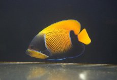 画像2: 【海水魚・ヤッコ】【通販】人工飼料OK♪イナズマヤッコ（MLサイズ）(個体販売）（±12cm）No.4（生体）(海水魚) (2)