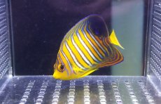 画像1: 【海水魚・ヤッコ】【通販】状態良好！インドニシキヤッコ（モルディブ産）SMサイズ(個体販売）（±8cm）No.1（生体）(海水魚) (1)