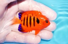 画像2: 【海水魚・ヤッコ】【通販】人工飼料OK♪フレームエンゼル（クリスマス島産）Mサイズ(個体販売）（±6.5cm）No.2（生体）(海水魚) (2)