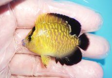 画像1: 【海水魚・ヤッコ】【通販】人工飼料OK♪ゴールドフレークエンゼル（Sサイズ）(個体販売）（±5cm）No.1（生体）(海水魚) (1)