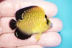 画像2: 【海水魚・ヤッコ】【通販】人工飼料OK♪ゴールドフレークエンゼル（Sサイズ）(個体販売）（±5cm）No.1（生体）(海水魚) (2)