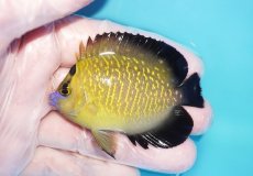 画像1: 【海水魚・ヤッコ】【通販】人工飼料OK♪ゴールドフレークエンゼル（SMサイズ）(個体販売）（±7cm）No.2（生体）(海水魚) (1)