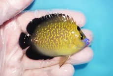 画像2: 【海水魚・ヤッコ】【通販】人工飼料OK♪ゴールドフレークエンゼル（SMサイズ）(個体販売）（±7cm）No.2（生体）(海水魚) (2)