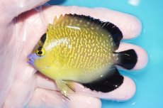 画像1: 【海水魚・ヤッコ】【通販】人工飼料OK♪ゴールドフレークエンゼル（SMサイズ）(個体販売）（±8cm）No.3（生体）(海水魚) (1)