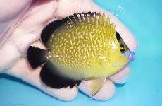 画像2: 【海水魚・ヤッコ】【通販】人工飼料OK♪ゴールドフレークエンゼル（SMサイズ）(個体販売）（±8cm）No.3（生体）(海水魚) (2)