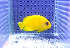 画像1: 【海水魚・ヤッコ】【通販】人工飼料OK♪レモンピール（クリスマス島産）(個体販売）（±6cm）No.1（生体）(海水魚) (1)