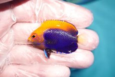 画像1: 【ハロウィンセール対象商品】 【海水魚・ヤッコ】【通販】人工飼料OK♪アフリカンフレームバックエンゼル（SMサイズ）(個体販売）（±4.5cm）No.1（生体）(海水魚) (1)