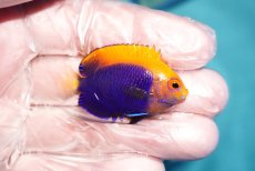 画像2: 【ハロウィンセール対象商品】 【海水魚・ヤッコ】【通販】人工飼料OK♪アフリカンフレームバックエンゼル（SMサイズ）(個体販売）（±4.5cm）No.1（生体）(海水魚) (2)