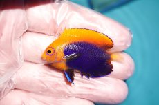 画像1: 【ハロウィンセール対象商品】 【海水魚・ヤッコ】【通販】人工飼料OK♪アフリカンフレームバックエンゼル（SMサイズ）(個体販売）（±5cm）No.2（生体）(海水魚) (1)