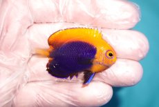 画像2: 【ハロウィンセール対象商品】 【海水魚・ヤッコ】【通販】人工飼料OK♪アフリカンフレームバックエンゼル（SMサイズ）(個体販売）（±5cm）No.2（生体）(海水魚) (2)