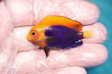 画像1: 【ハロウィンセール対象商品】 【海水魚・ヤッコ】【通販】人工飼料OK♪アフリカンフレームバックエンゼル（SMサイズ）(個体販売）（±5cm）No.3（生体）(海水魚) (1)