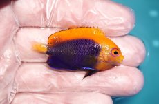 画像2: 【ハロウィンセール対象商品】 【海水魚・ヤッコ】【通販】人工飼料OK♪アフリカンフレームバックエンゼル（SMサイズ）(個体販売）（±5cm）No.3（生体）(海水魚) (2)