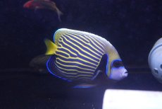 画像2: 【海水魚・ヤッコ】【通販】人工飼料OK♪タテジマキンチャクダイ（Mサイズ）(個体販売）（±12cm）（生体）(海水魚) (2)