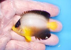 画像1: 【10%OFFクーポンブラックフライデー対象品】 【海水魚・ヤッコ】【通販】人工飼料OK♪マルチカラーエンゼル（Mサイズ）(個体販売）（±6cm）No.2（生体）(海水魚) (1)